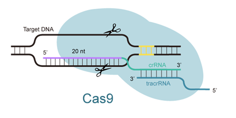 sgRNA design