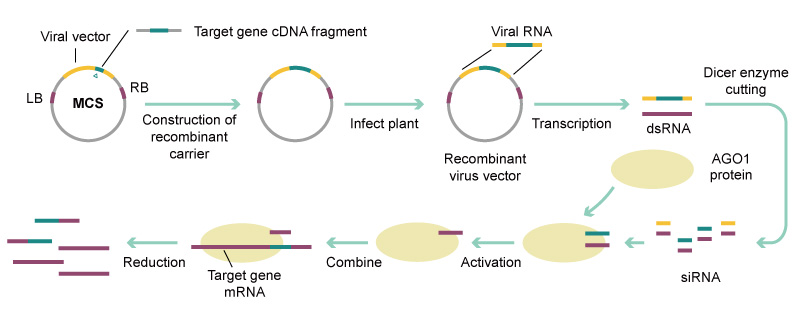 VIGS Mechanism