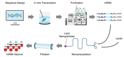 mRNA Vaccine Workflow