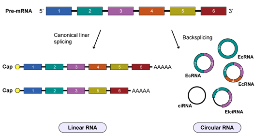 Linear RNA and Circular RNA