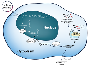 Mechanism of shRNA
