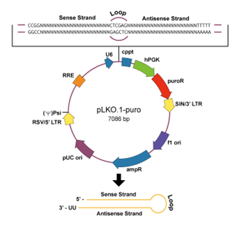 pLKO.1-puro vector map