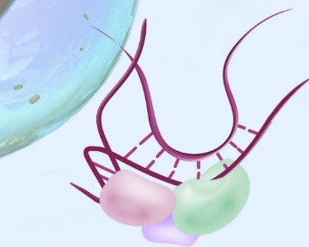 RNA interference (RNAi) therapy