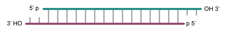 Structure of siRNA