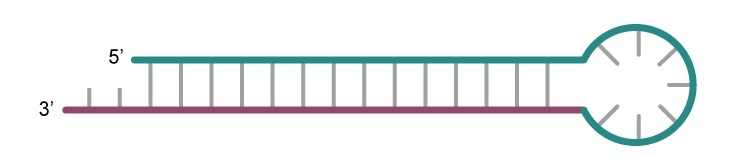 Structure of shRNA