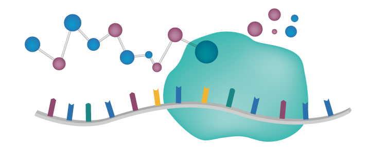 Structure of mRNA