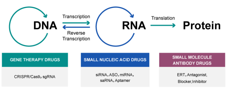 DNA-RNA-Protein