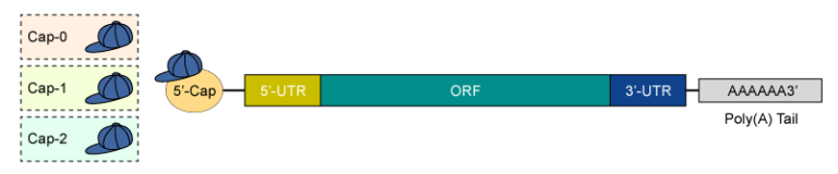 structure of mRNA