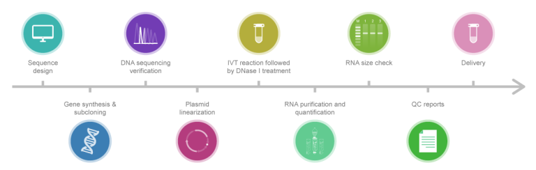 Workflow of IVT RNA synthesis