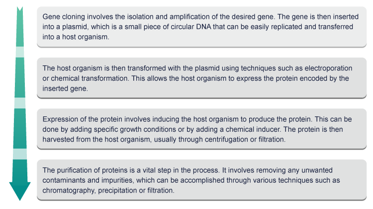 Steps in recombinant protein production and purification