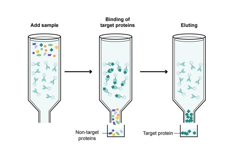 affinity chromatography