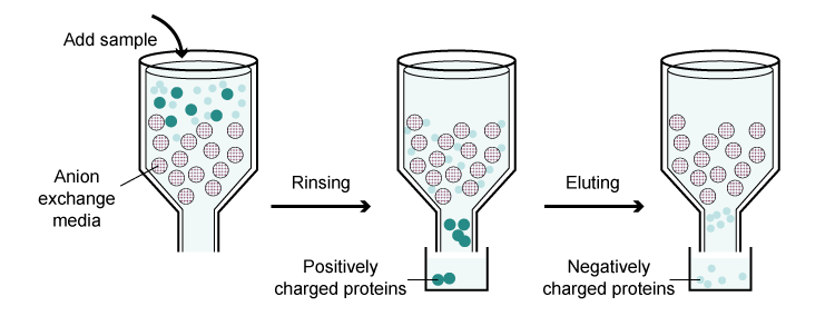 ion exchange chromatography