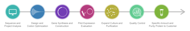 recombinant proteins workflow