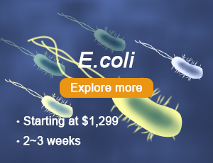 Bacterial Expression
