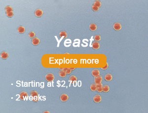 Yeast Expression
