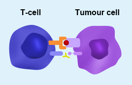 Immune Checkpoint Proteins