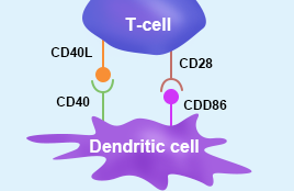 CD Antigens