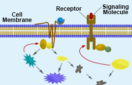 Signal Transduction