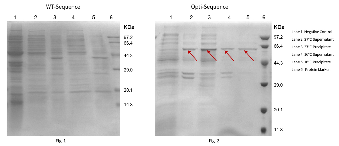 Comparative results of protein expression before and after codon optimization