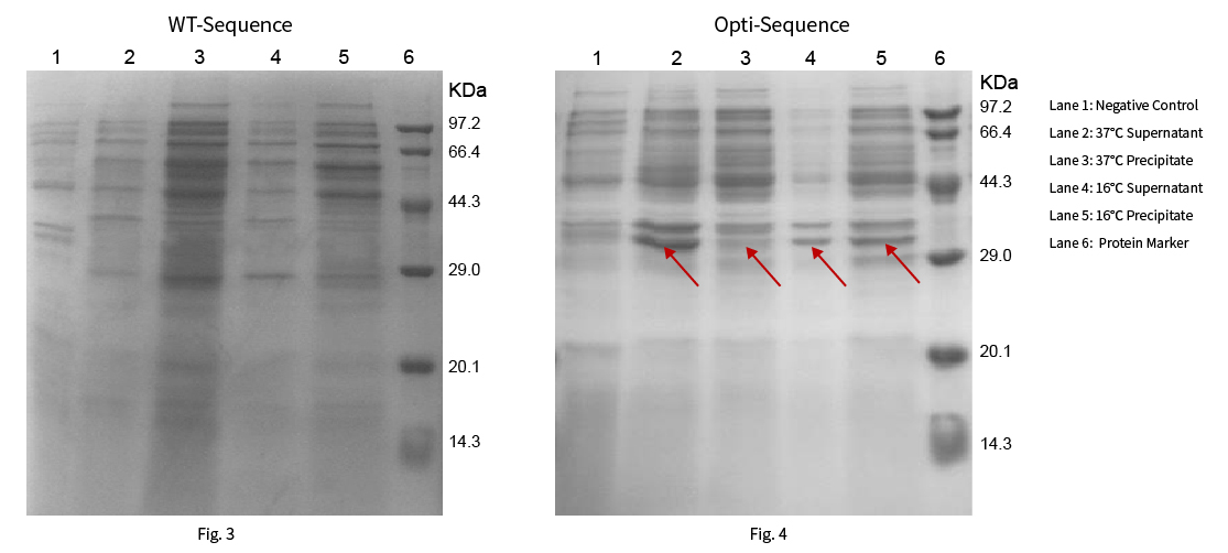 Comparative results of protein expression before and after codon optimization (2)