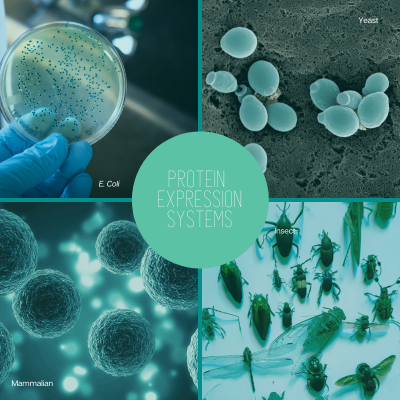 Bacterial, yeast, Insect and mammalian protein expression systems