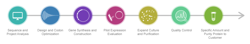 Workflow of Protein Expression