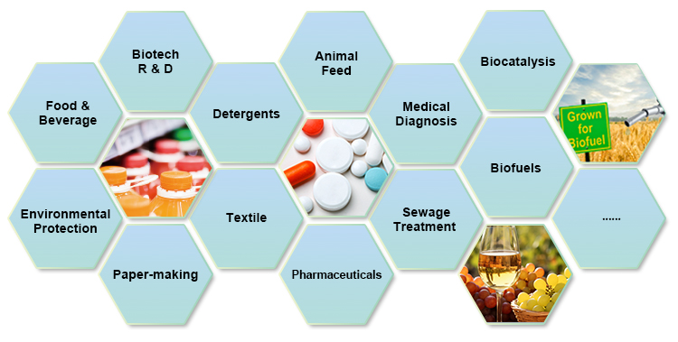 Applications of Enzyme Engineering