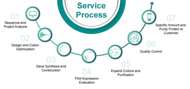 Workflow of Protein Expression