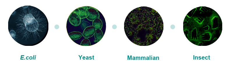 Four Main Protein Expression Systems