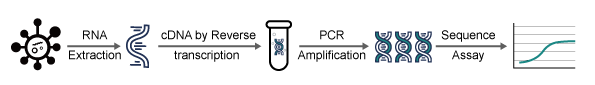 RT-PCR