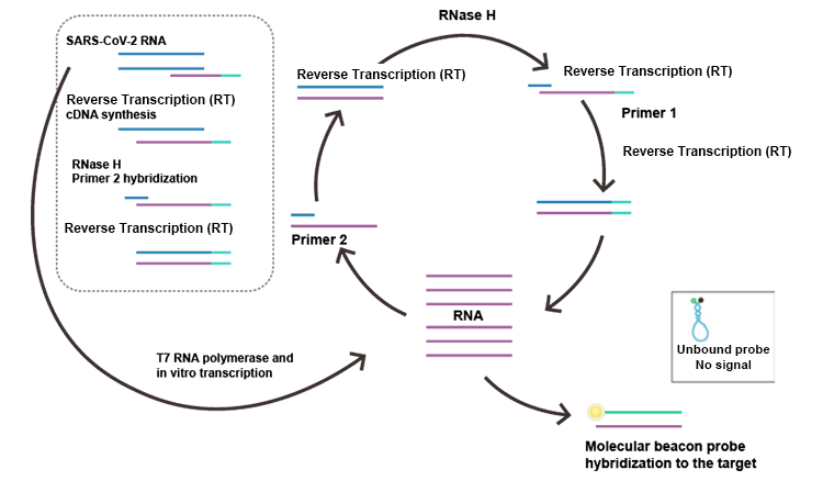 Isothermal Reverse Transcription Amplification