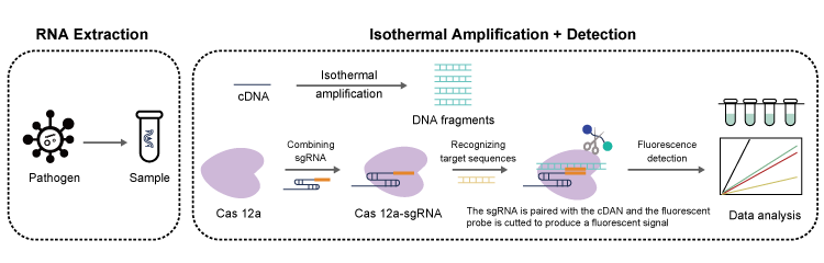 NGS Sequencing Principle