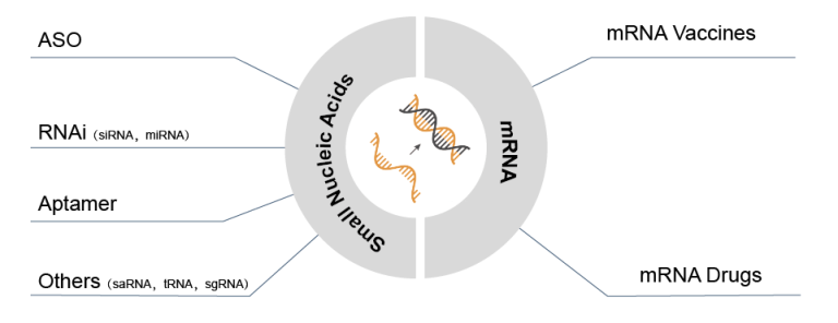 nucleic acid drugs