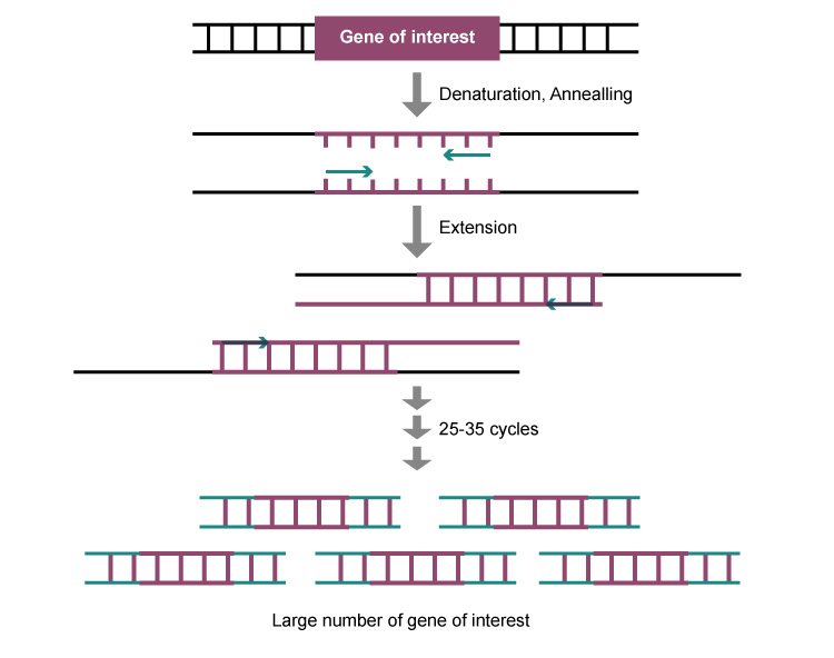 large number of gene of interest