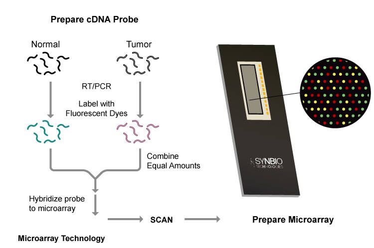 cDNA probe