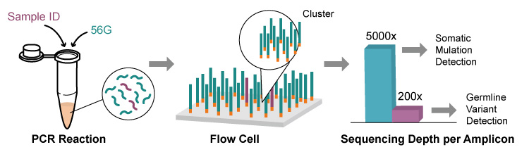 NGS sequencing