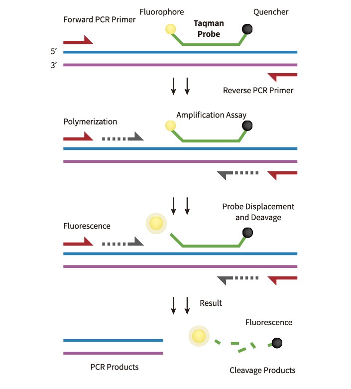 TaqMan probe