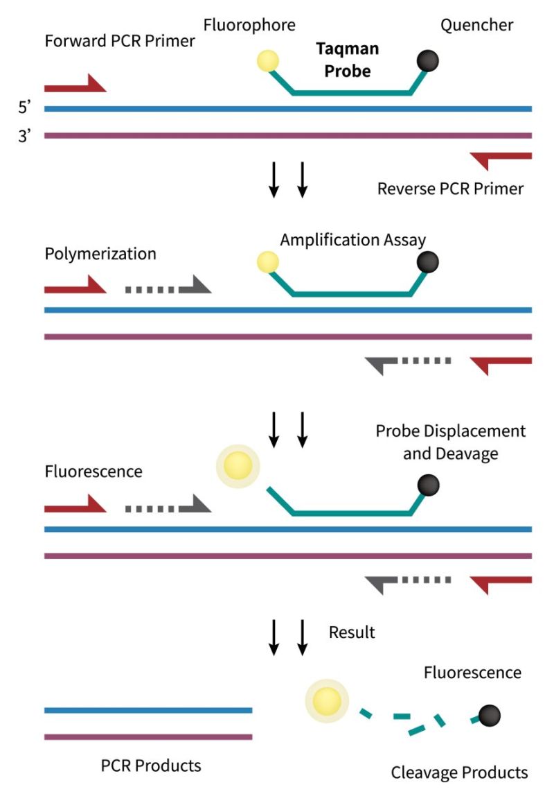 TaqMan probes