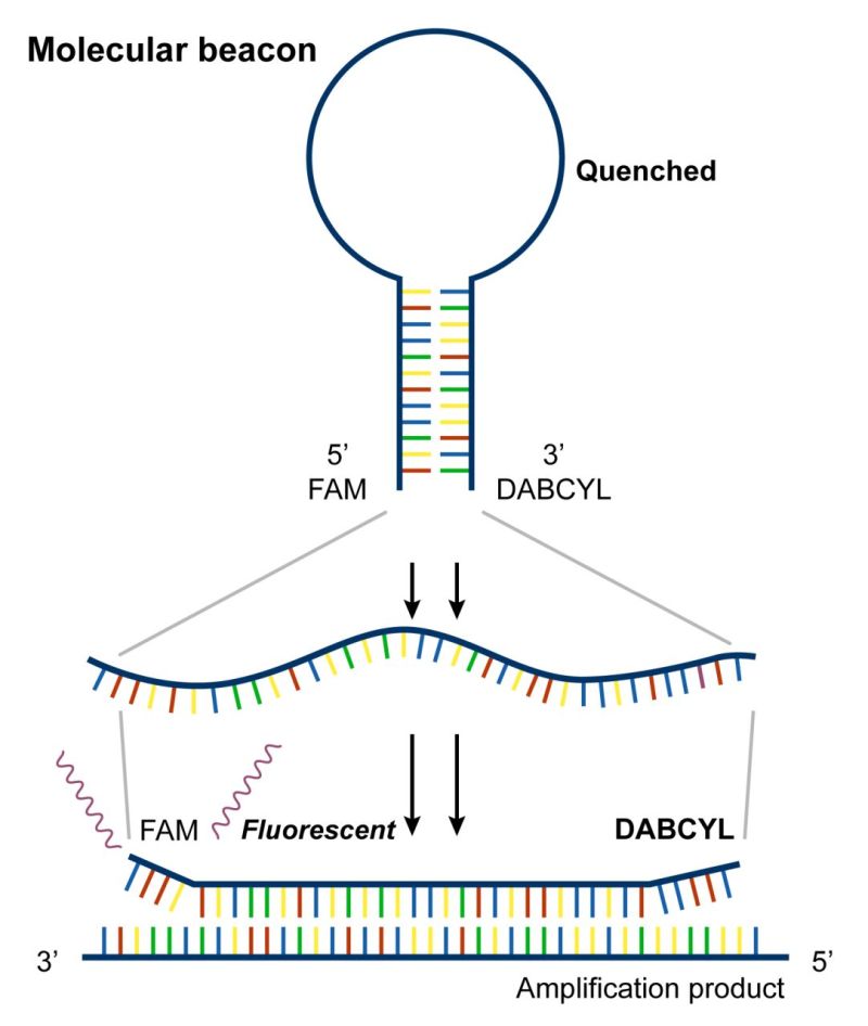 Molecular Beacon Probes
