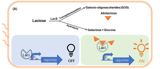 Engineering and Application of LacI Mutants with Stringent Expressions