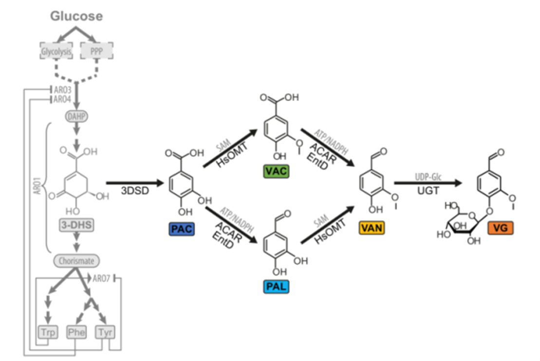 Vanillin Metabolic Pathway Synthesis