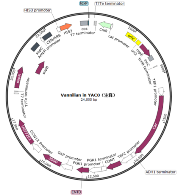 Construction of Vanillin Metabolic Pathway Vector