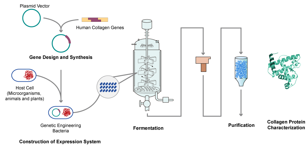 Recombinant Collagen Production Process