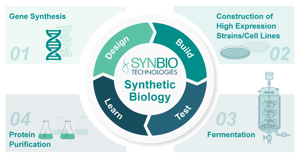 Synthetic biology and recombinant collagen