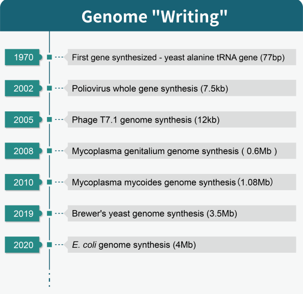 genome synthesis