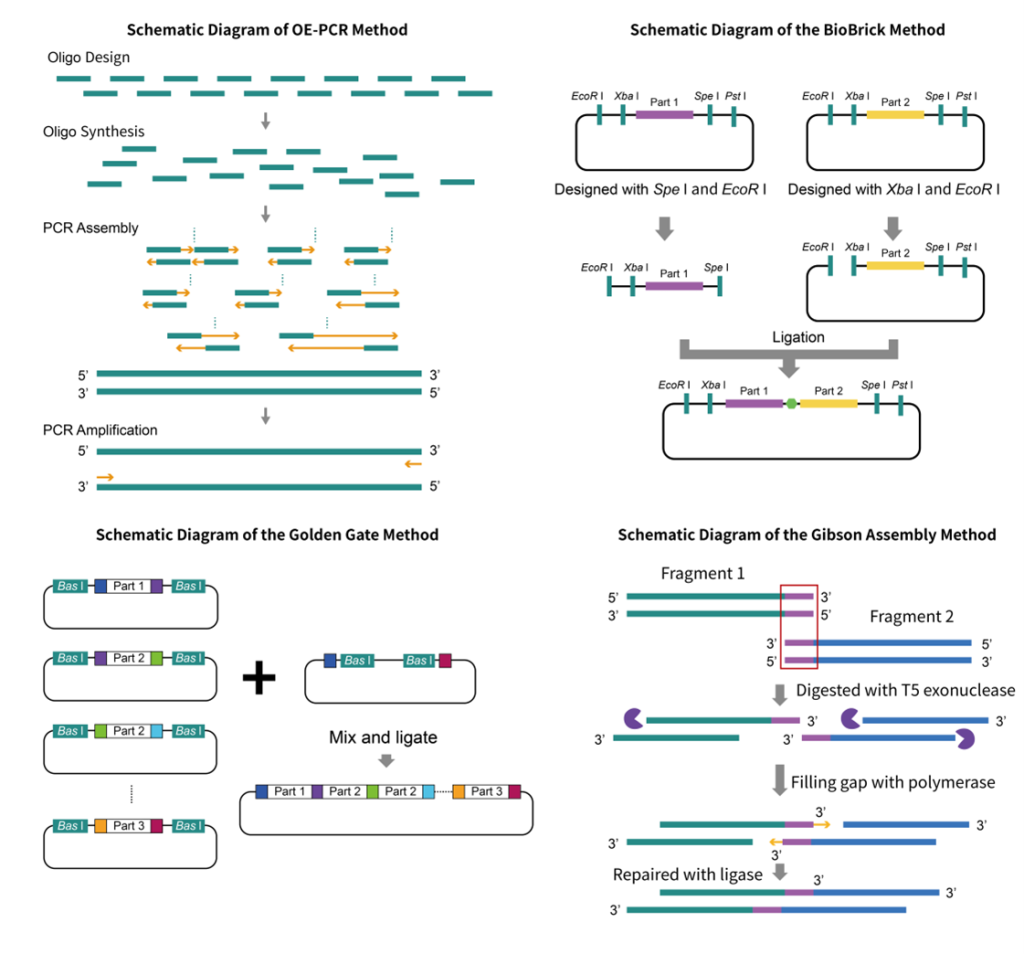 DNA Synthesis and Assembly Solutions