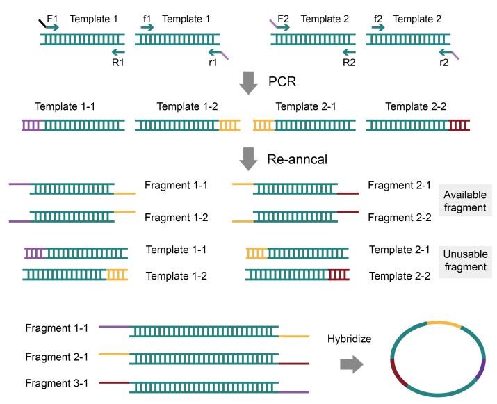 DNA Synthesis and Assembly Solutions