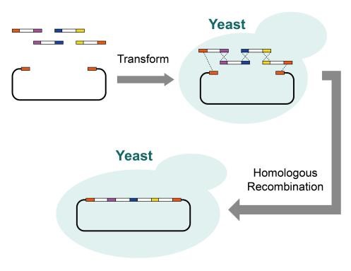 DNA Synthesis and Assembly Solutions