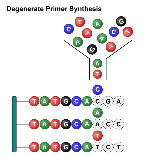 Site-Saturation Mutagenesis Libraries 