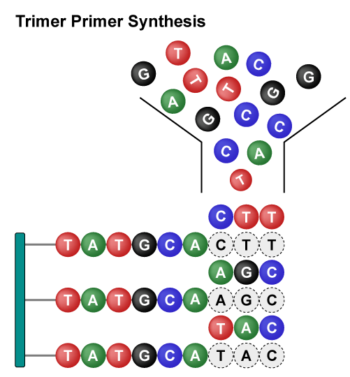 Trimer Combinatorial Mutagenesis Libraries 